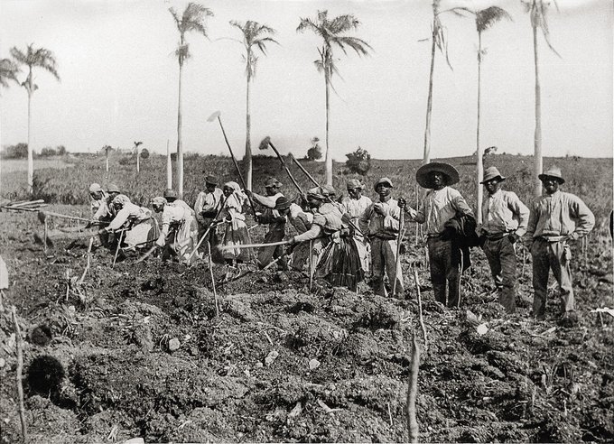 Arbejdende kvinder og mænd i den bagende sol på øen Skt. Croix, ca. 1900