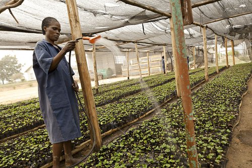 Planteskole med dyrkning af kaffebønner i Zimbabwe